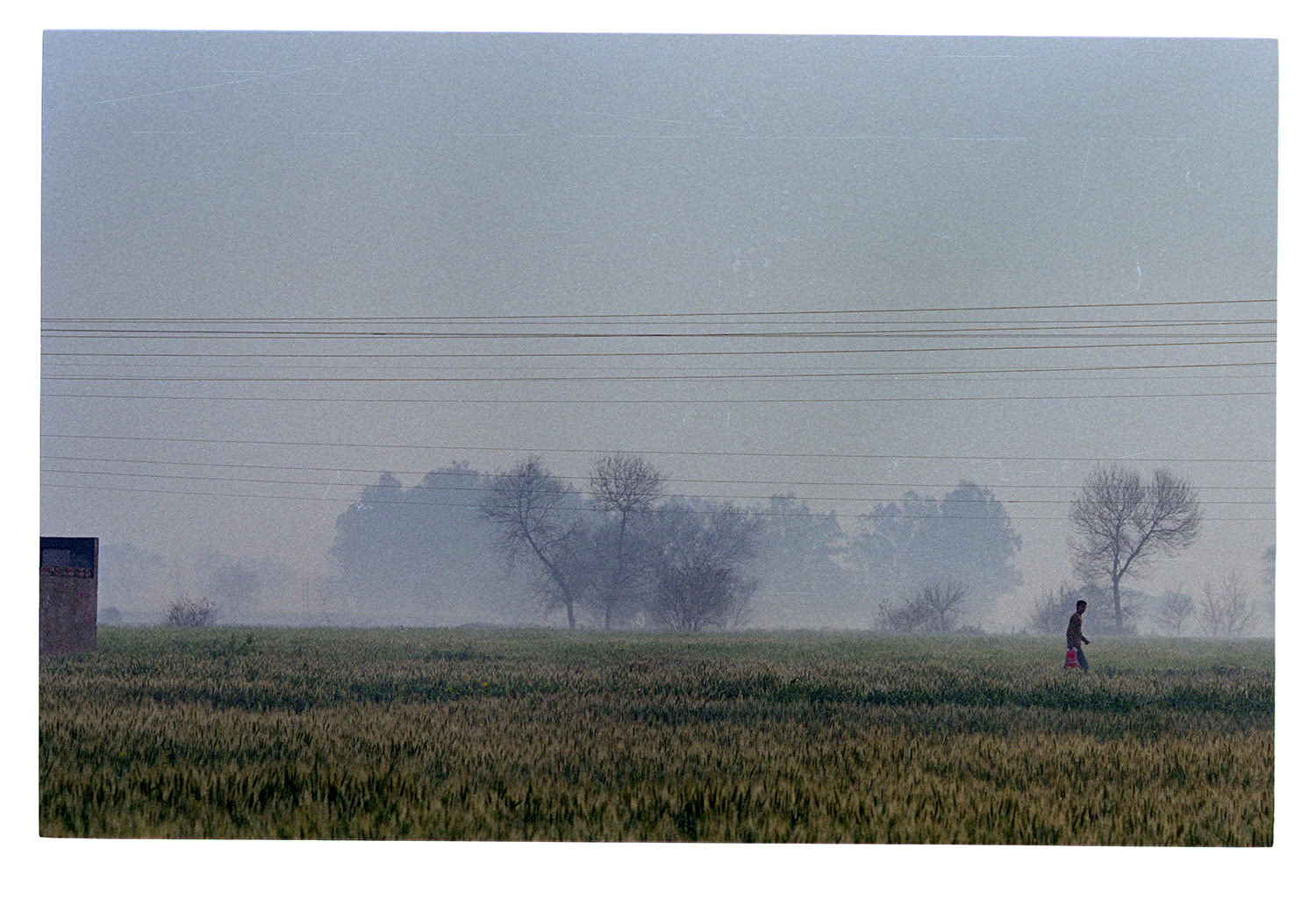 Man walking amongst Punjab agriculture