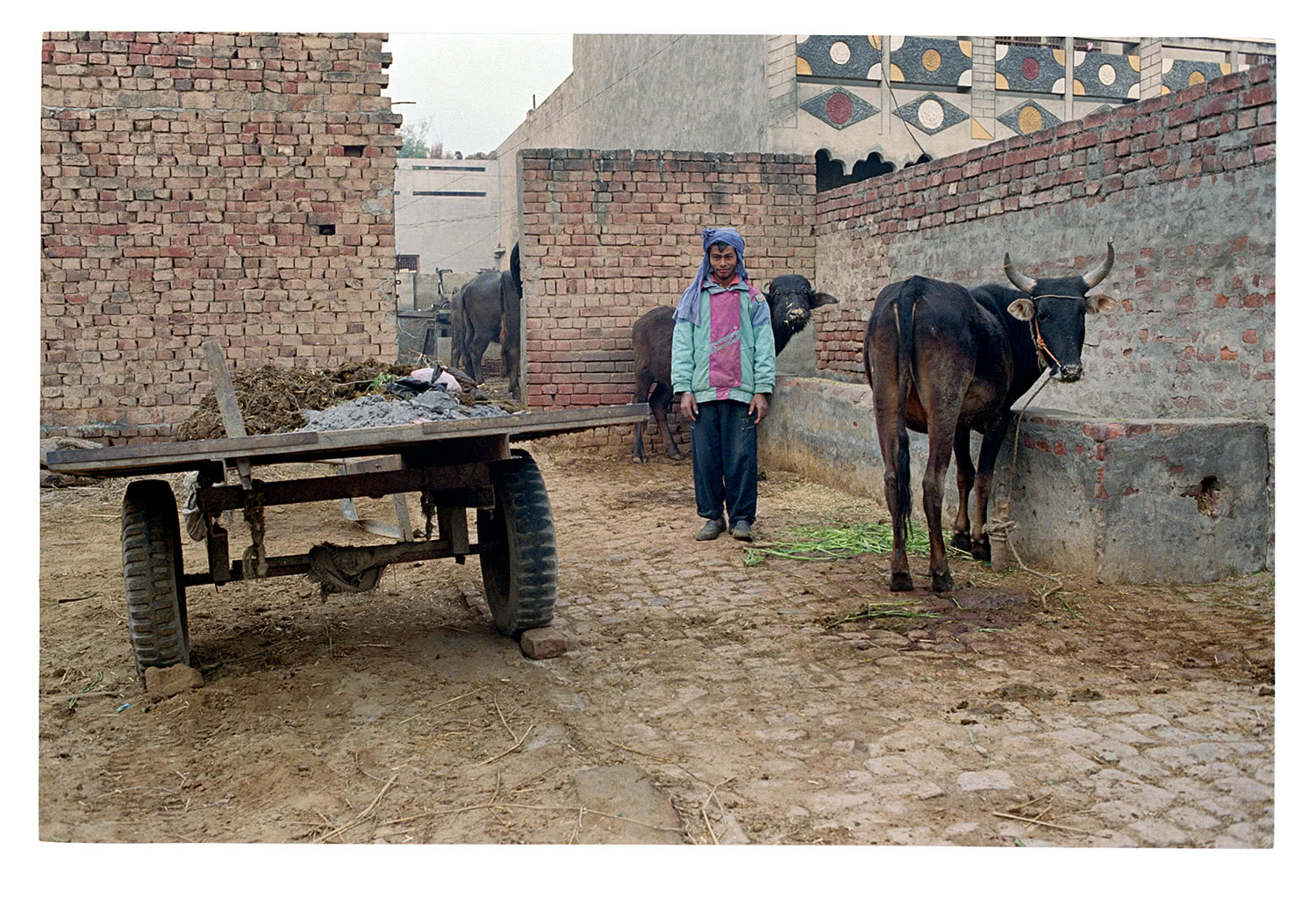 Farmer and cattle in Punjab village