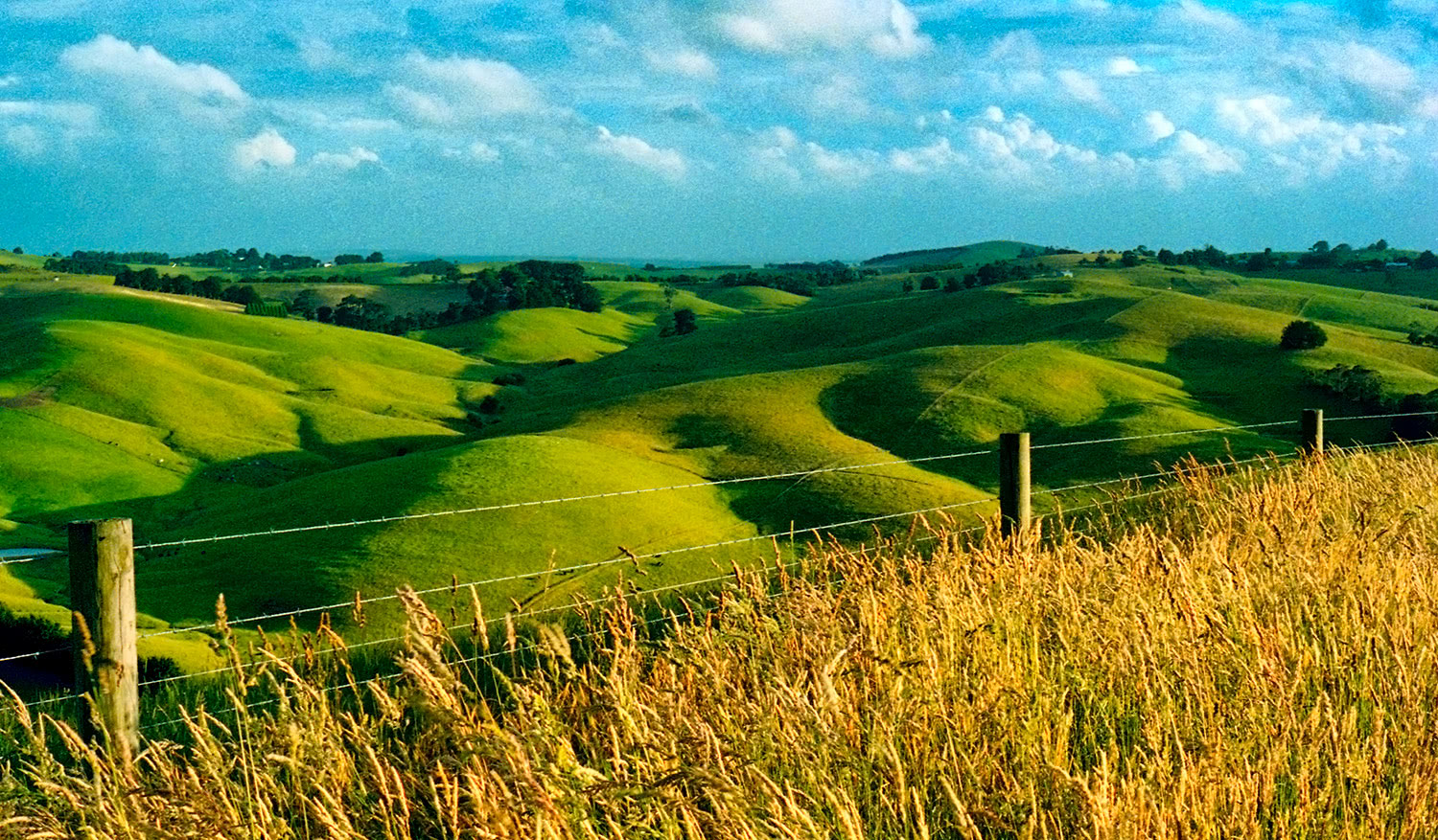 Golden green hill-side landscapes Korumburra