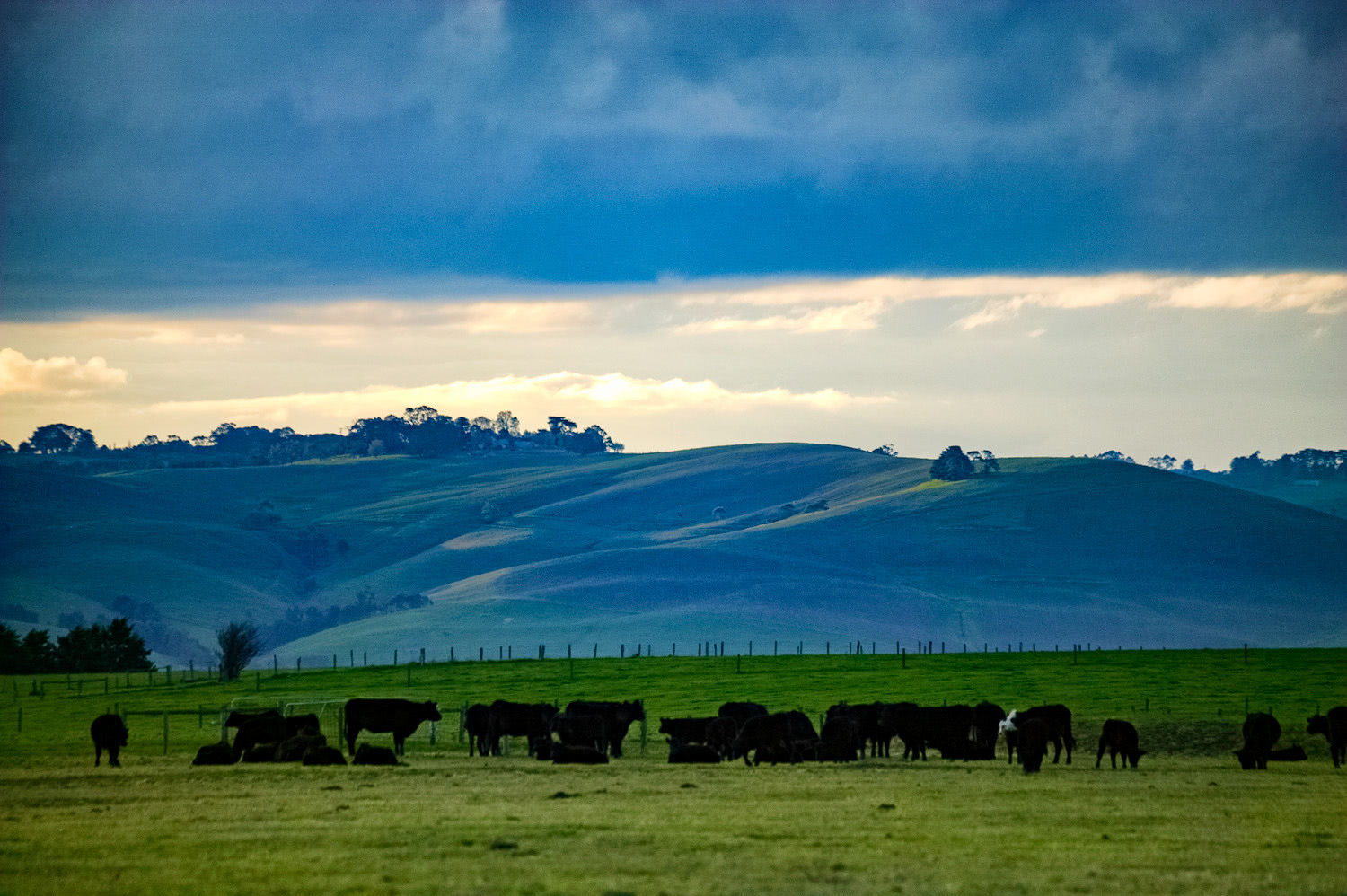 Cows clouds and rolling hills Outtrim