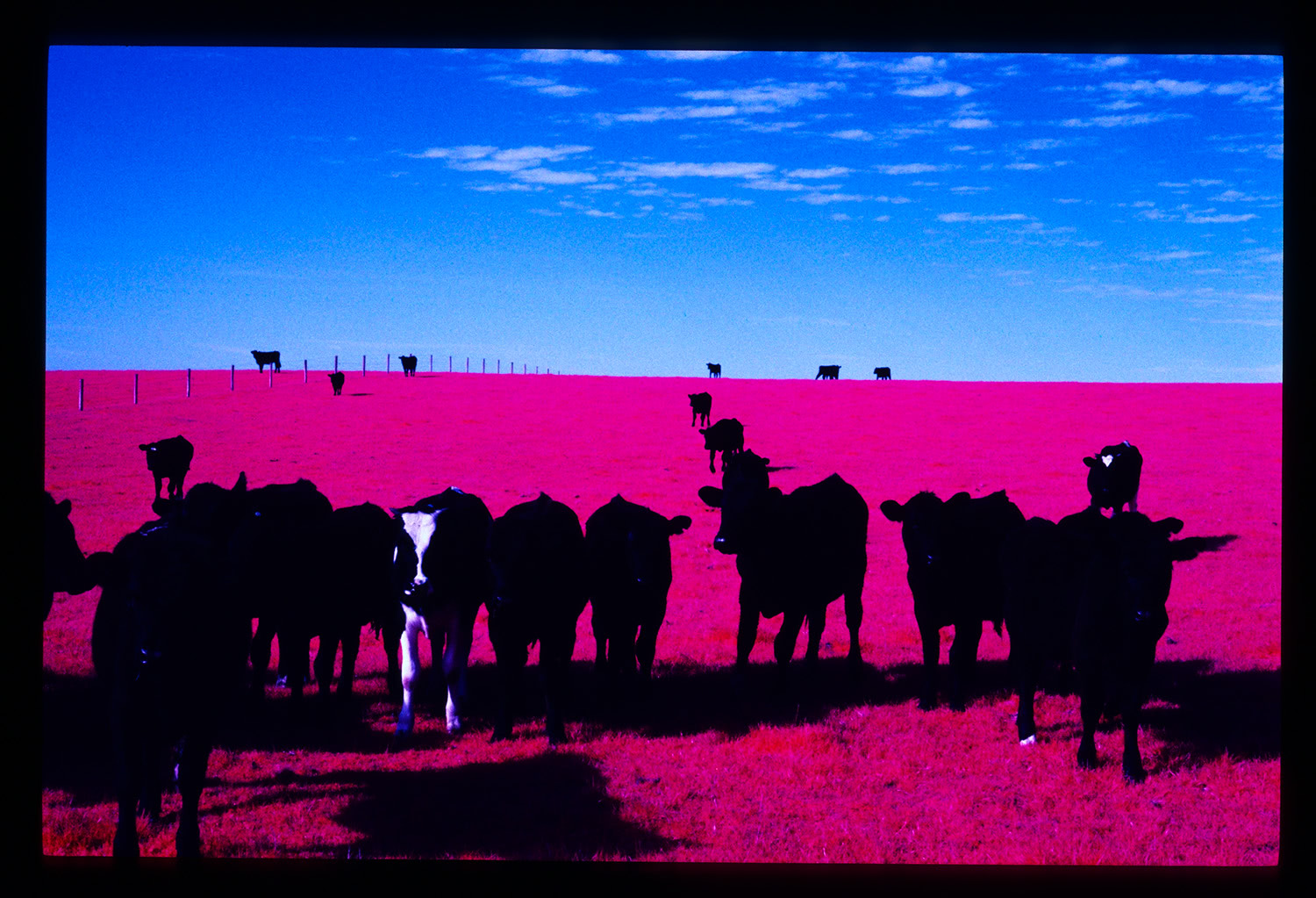 Cows in infrared landscape