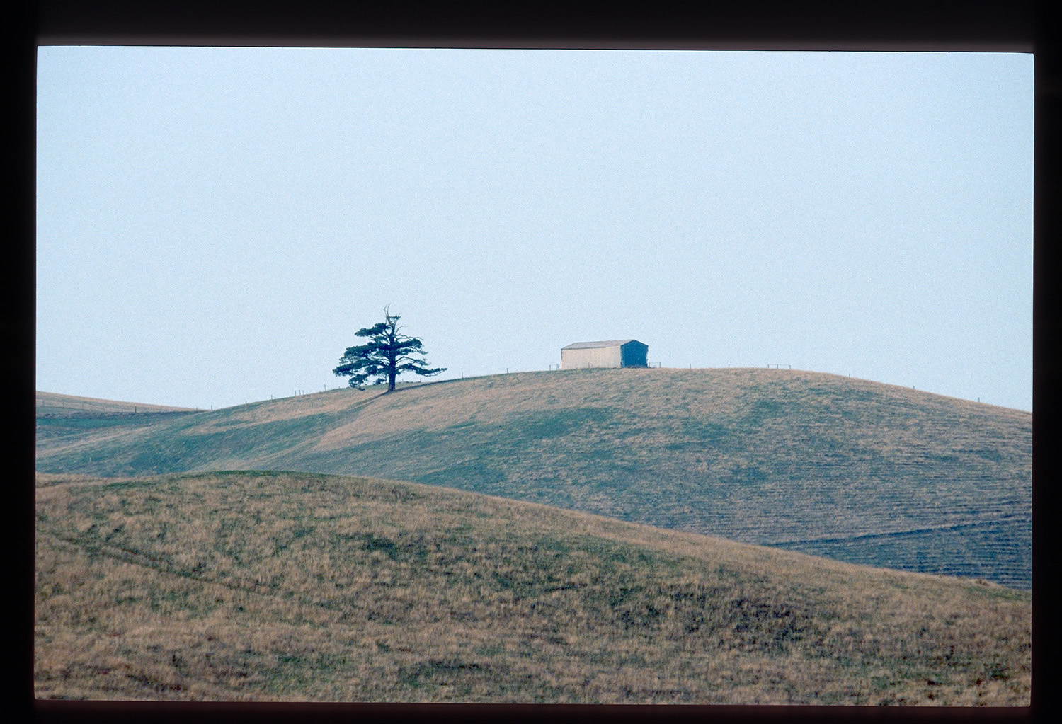 Tree and shed in rolling hills
