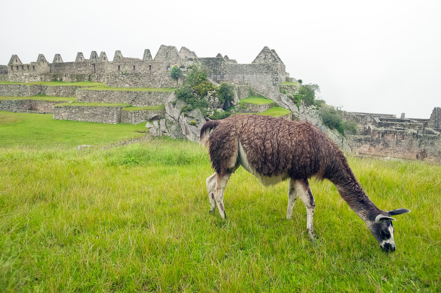 Llamas Machu Picchu Peru